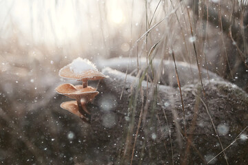mushrooms in the snow, winter view, landscape in december forest