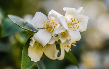 jasmine bush in warm sunset light