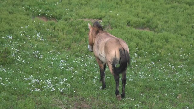 Przewalski's Horses In Real Natural Habitat Environment In The Mountains Of Mongolia.Equus Ferus Takhi Dzungarian Przewalski Mongolian Wild Horse Wildlife Animal Hoofed Mustang Brumby Feral Tarpan Dun