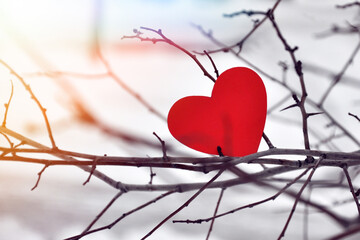 One red heart on a tree branch. A symbol of undivided love. Valentine's Day. love in a person's...