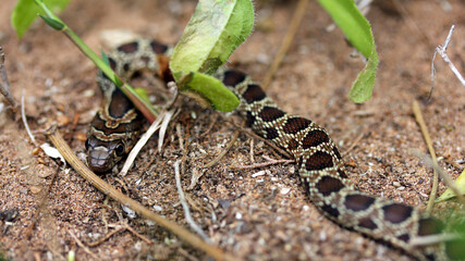 Horseshoe whip snake in Essaouira, Morocco 