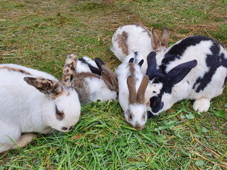 young and adults - rabbit family