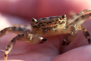 Close up of little shore crab in Cyprus