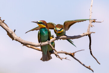 Young European bee eater, Merops apiaster. Common bee-eater