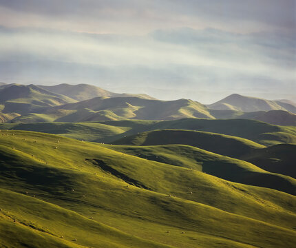 Sheep grazing on rolling green hills