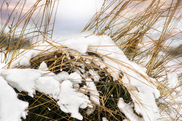 Dry grass with snow on winter day