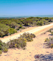 Fields of Andalusia with trees