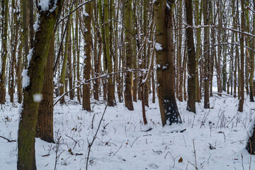 Schnee auf einem Waldboden