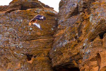 Barrow eagle or Long-legged Buzzard or Buteo rufinus