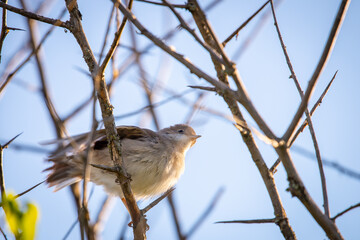 Eurasian reed warbler or Acrocephalus scirpaceus close