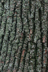 Dark wooden texture or background.