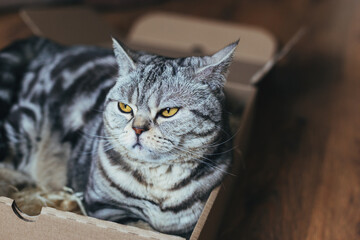 Portrait of a funny cat (Scottish Straight breed), sitting in a box, dark background.
