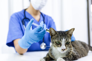 Cat on examination table of veterinarian clinic. Veterinary care. Vet doctor and cat.