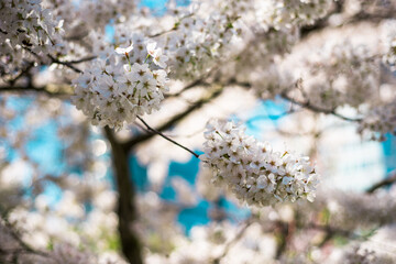 Flores de primavera en Bruselas.