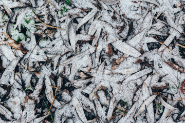 Dry leaves with snow on a ground. Natural background.