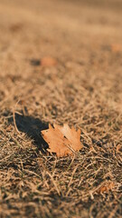 leaf on the ground in the winter afternoon sun