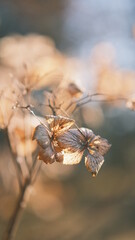 close up of a dried flower in winter