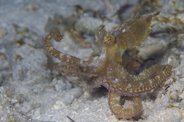 Long arm octopus crawls around dive site on night dive - Macrotritopus defilippi