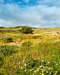 Fields of Andalusia with trees