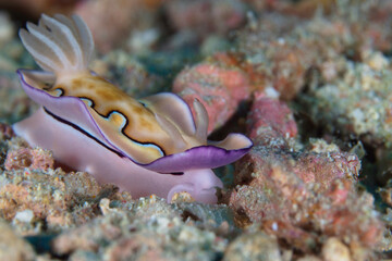 Colorful nudibranch sealslug crawling across coral reef