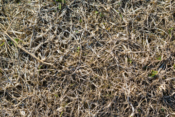 Dry last year's grass in early spring. Light brown stems and leaves.