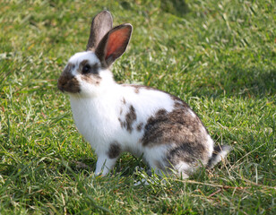 Young cute rabbit on green grass