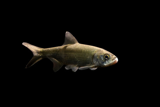 Tarpon fish on black background, selective focus - Powered by Adobe