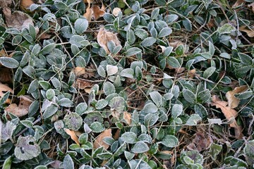 Periwinkle frosted leaves, Vinca minor frozen plants