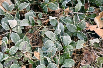 Periwinkle frosted leaves, Vinca minor frozen plants