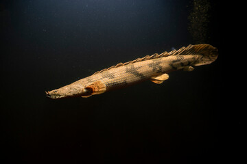 Polypterus endlicheri, a species of freshwater fish in the bichir family (Polypteridae) of order...