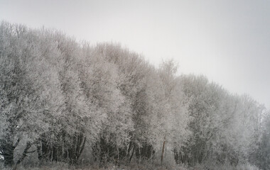 Fototapeta na wymiar Frost-covered trees, winter landscape