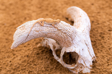 Naklejka premium Spotted toad-headed Agama on a skull or bone