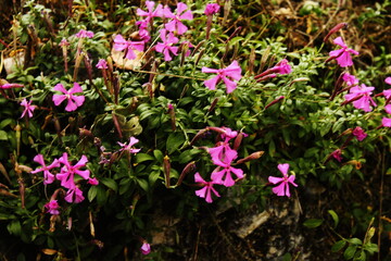 pink flowers in the garden