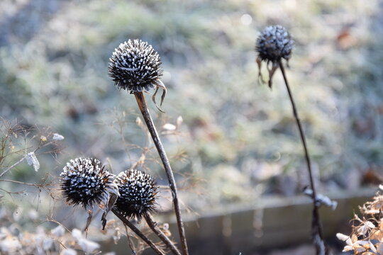 Echinacea frozen flowers in winter garden shining in sunlight blurred background