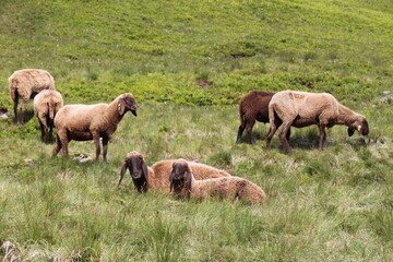 Fototapeta premium Sheep grazing in the Austrian Alps