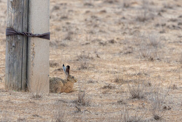 Hare is sitting in steppe looks attentively