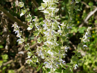 (Salvia sclarea) clary sage or Roman sage, beautiful herbaceous with pale green stems bearing cluster of heart-shaped white to pink flowers with purple calyx above leaves in rosette