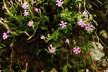 pink flowers in the garden