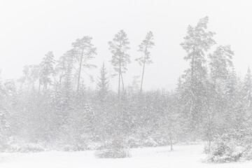 Naklejka premium Heavy snowfall in the forest. Winter landscape with pine trees. Winter weather concept