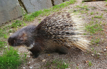 Porcupine, a rodent with a coat of sharp spines