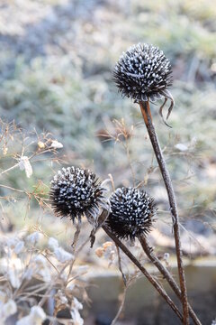 Echinacea frozen flowers in winter garden shining in sunlight blurred background