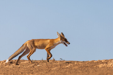 Tired and emaciated red fox on hot day in a steppe