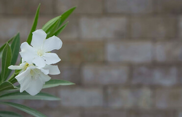 White  flowers on brick wall background, selective focus