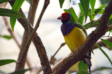 Vogel 2