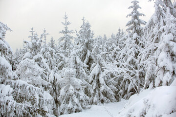 Beautiful winter scenic snowy landscape,trees
