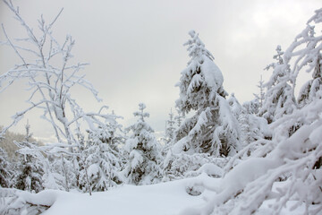 Fototapeta na wymiar Beautiful winter scenic snowy landscape,trees
