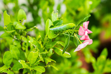 Caterpillar, Big green worm, Giant green worm with white stripes on the side there is a pattern near the header looks like big eyes on the green leaf in the garden background.