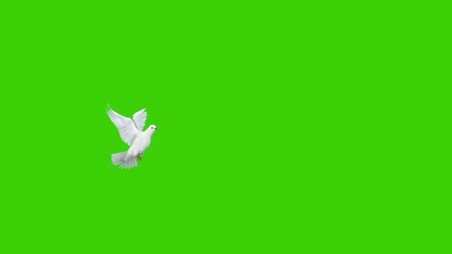 Animation of a white pigeon taking off in slow motion in a green screen background, used in sky background composition
