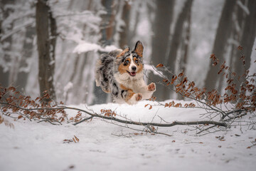australian shepherd jumping in snow over tree