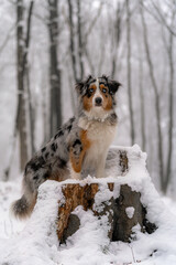 australian shepherd dog sitting in snow on tree